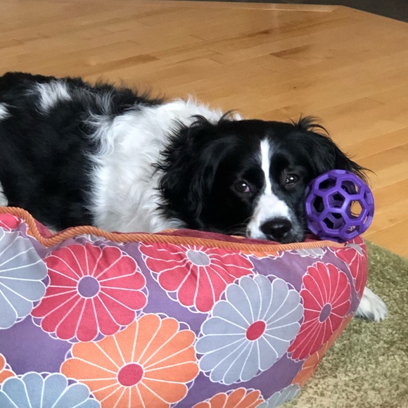 Meet your Posher, Mandy - Picture 2 of 12